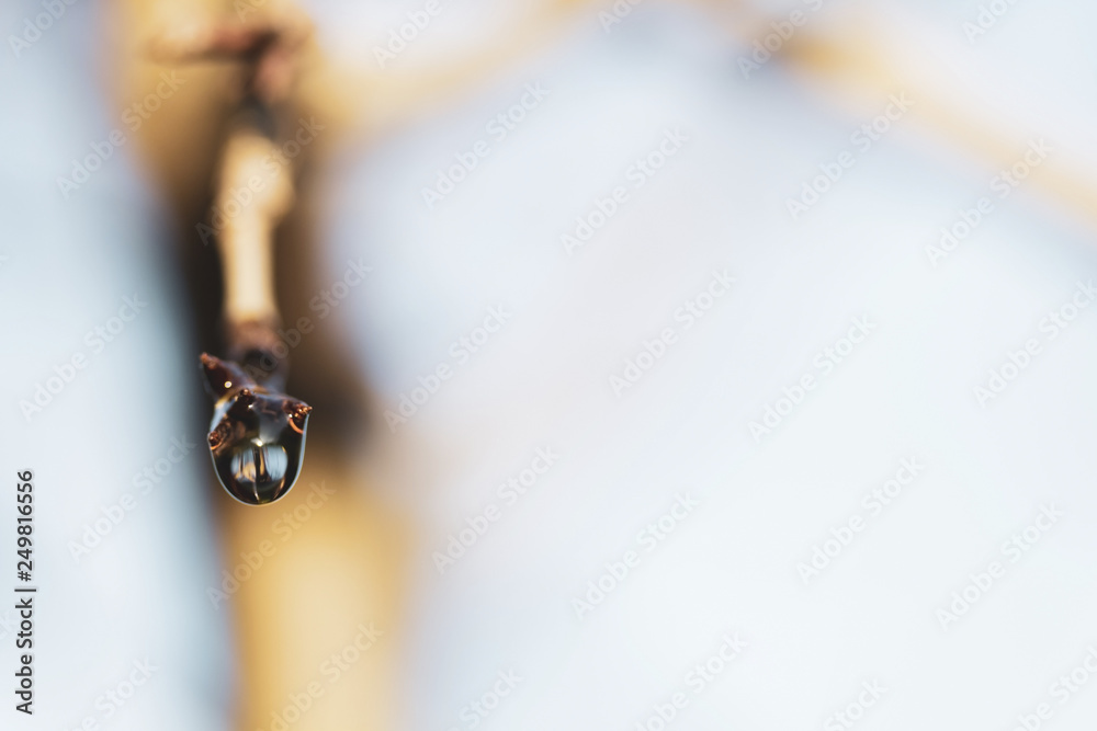 Rain drop hanging from bare tree branch