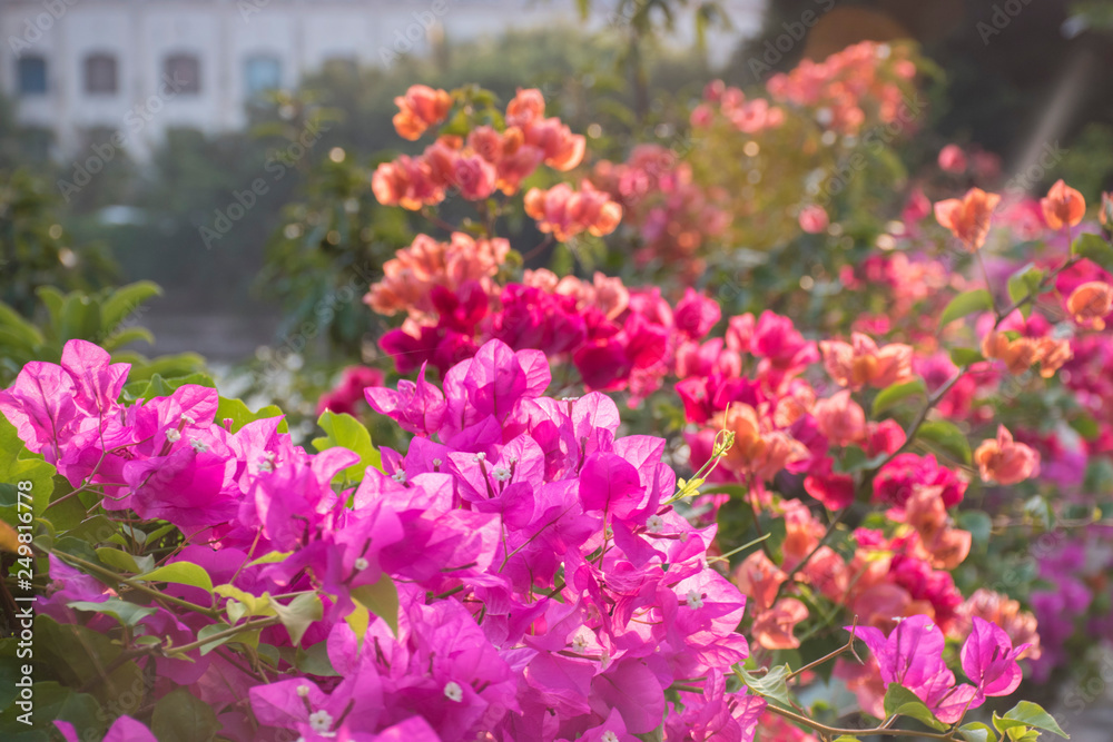 Obraz premium Pink flowers on the tree hainan china