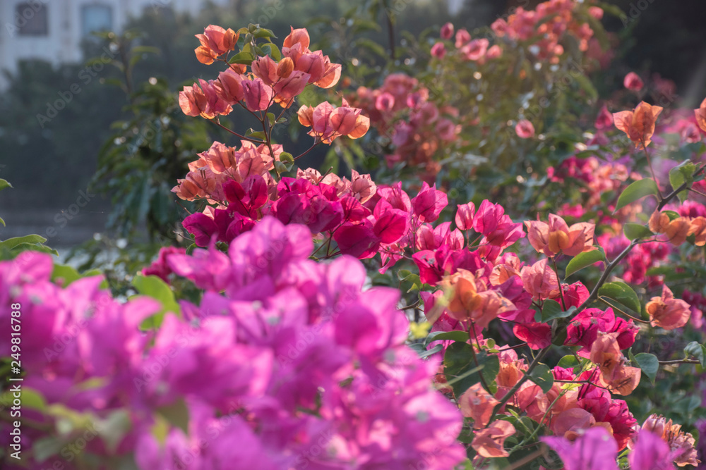 Obraz premium Pink flowers on the tree hainan china