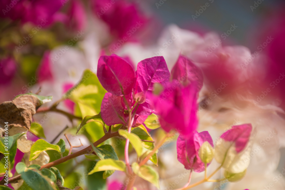 Obraz premium pink flowers in the garden