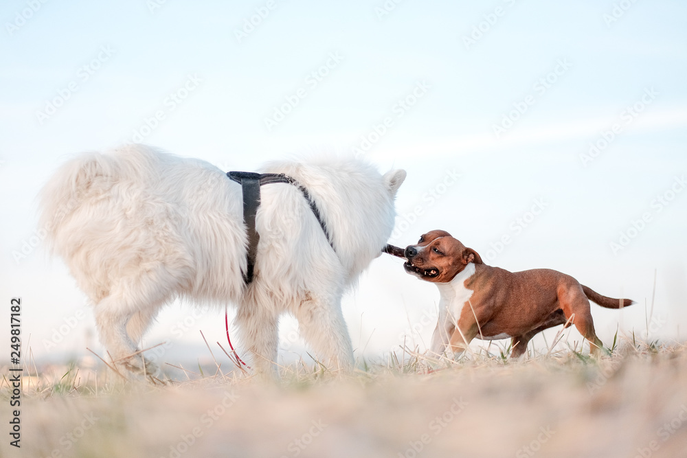 Dogs playing Dogs playing
