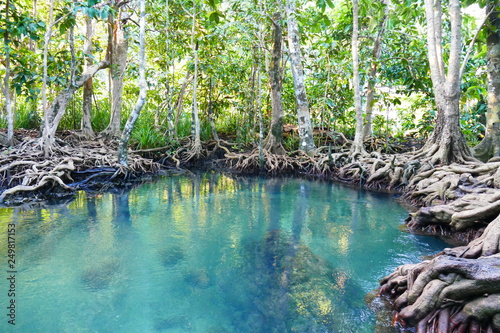 Photo picture of a fascinating view of the mangrove forest and the azure water of the lake playing with colors on the sun