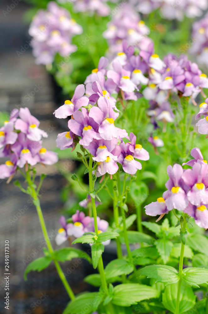 beautiful nemesia fruticans flower in flower pot at garden beautiful nemesia fruticans flower in flower pot at garden