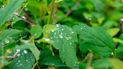 Droplets on a leaf