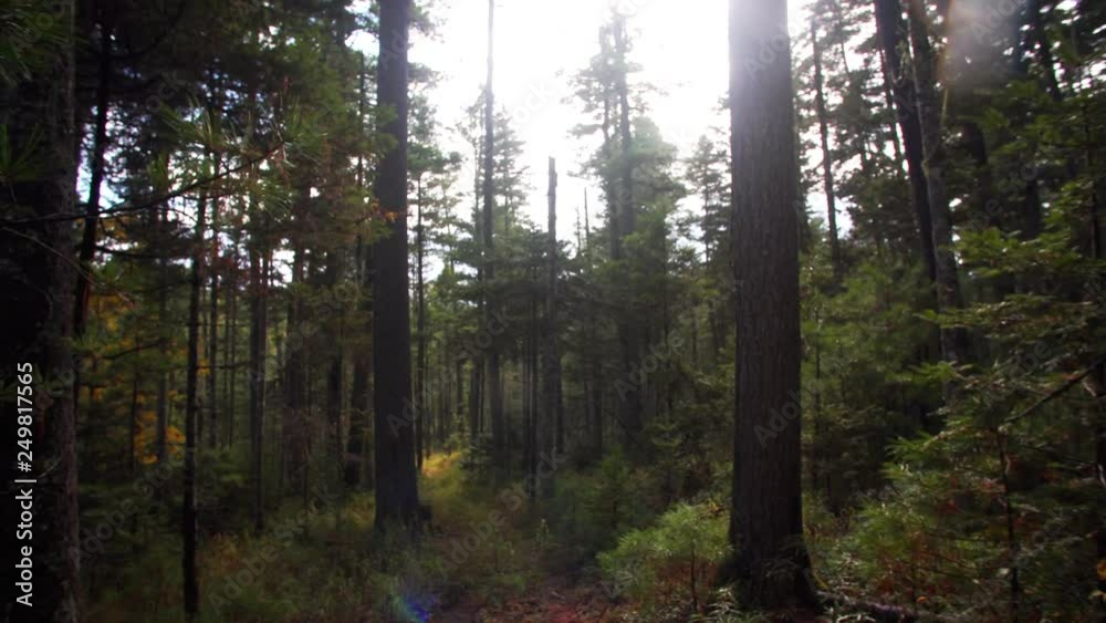 Slider shot: beautiful view of autumn forest and tall coniferous trees on the foreground. Sikhote-Alin Nature biosphere Reserve forest for endangered Siberian tiger founded in 1935. Russia Slider shot: beautiful view of autumn forest and tall coniferous trees on the foreground. Sikhote-Alin Nature biosphere Reserve forest for endangered Siberian tiger founded in 1935. Russia