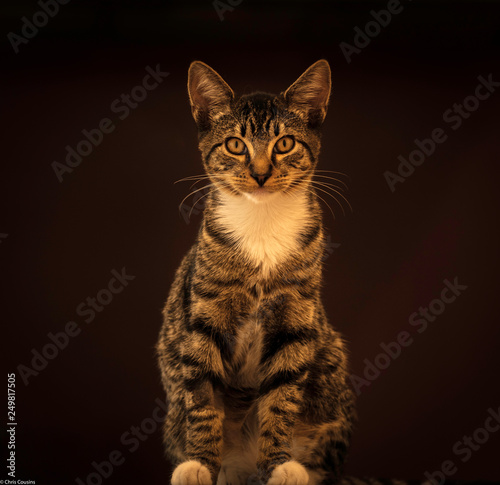 Tabby Kitten © Chris Cousins