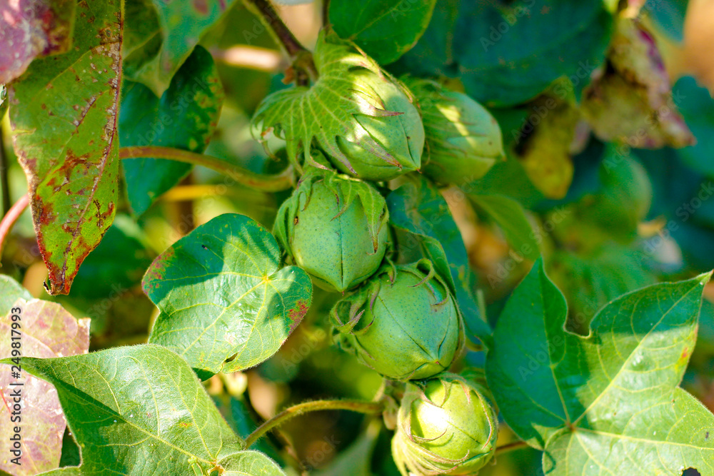 Green cotton field Green cotton field