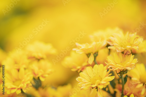 background of yellow flowers