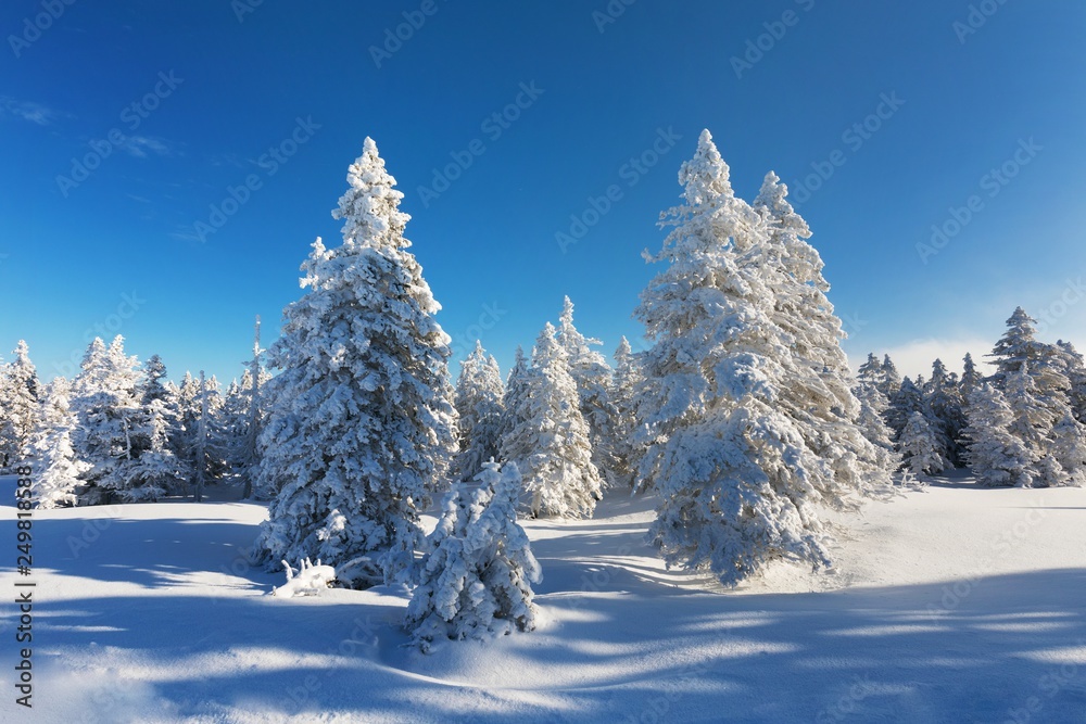Obraz premium Fantastic evening winter landscape. Dramatic overcast sky. Beautiful mountain winter landscape with a frozen trees and the orange sky. Happy New Year! Christmas winter landscape background.