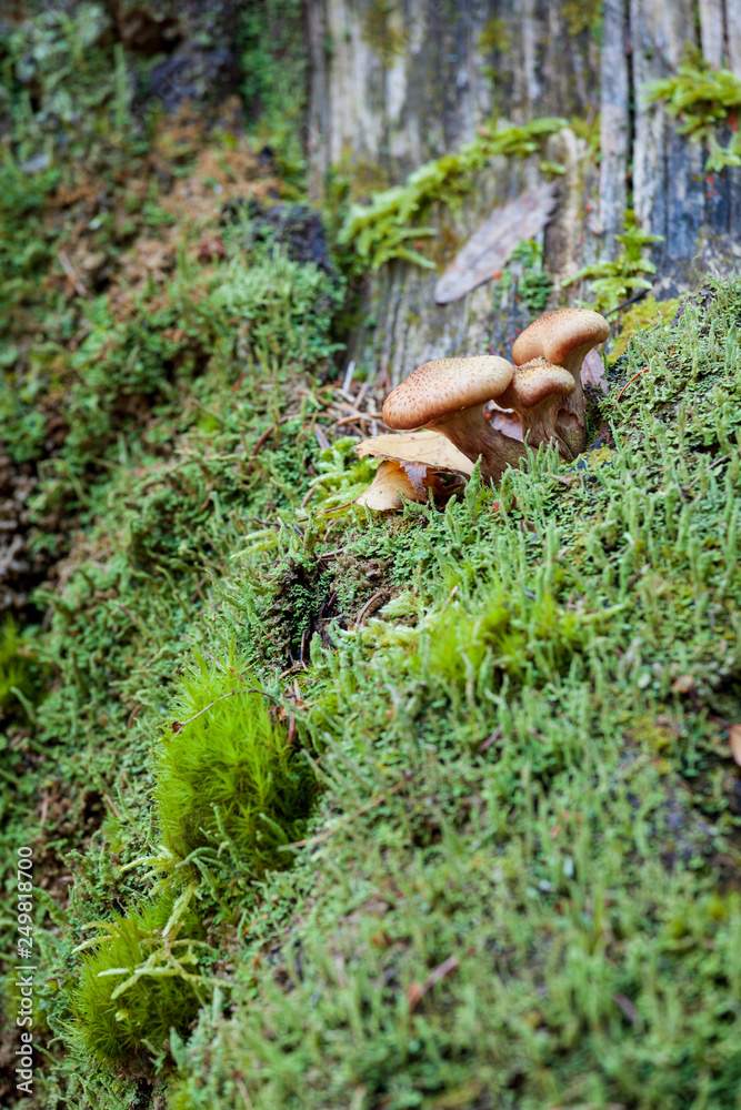 Obraz premium Natural mushroom in the forest