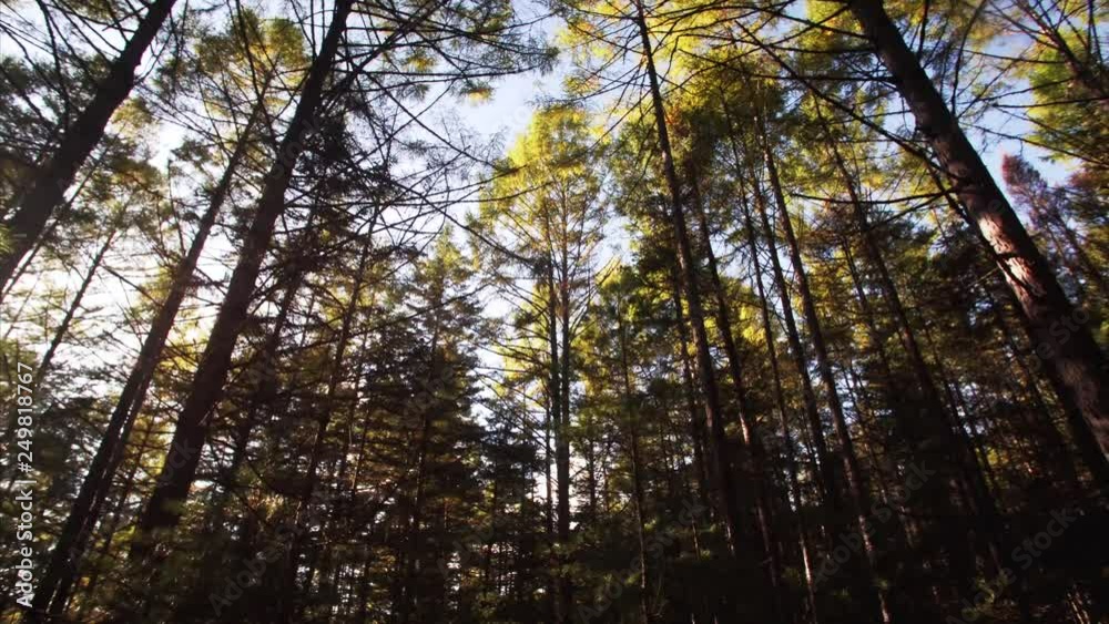 Sliding under the tall pines' crowns and bright blue autumn sky. Sikhote-Alin Nature biosphere Reserve forest for endangered Siberian tiger founded in 1935. Russia Sliding under the tall pines' crowns and bright blue autumn sky. Sikhote-Alin Nature biosphere Reserve forest for endangered Siberian tiger founded in 1935. Russia