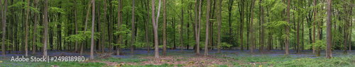 Stunning bluebell forest panoramic landscape image in soft sunlight in Spring