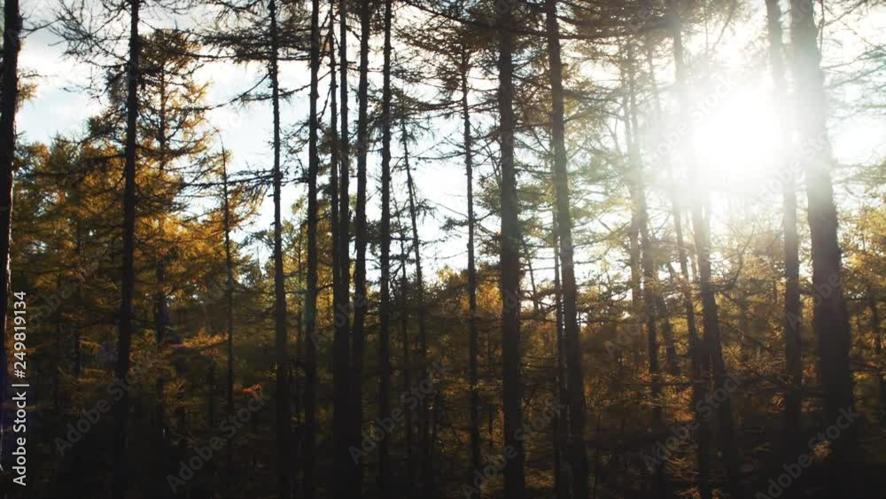 Slider shot: slowly moving sideways. View of amazing autumn forest and bright sun beams seen through trees. Sikhote-Alin Nature biosphere Reserve for endangered Siberian tiger founded in 1935. Russia Slider shot: slowly moving sideways. View of amazing autumn forest and bright sun beams seen through trees. Sikhote-Alin Nature biosphere Reserve for endangered Siberian tiger founded in 1935. Russia