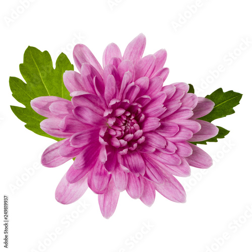 one chrysanthemum flower head with green leaves isolated on white background closeup. Garden flower  no shadows  top view  flat lay.