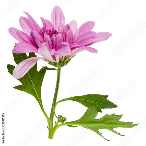 one chrysanthemum flower head on green stem isolated on white background closeup. Garden flower  no shadows  top view  flat lay.