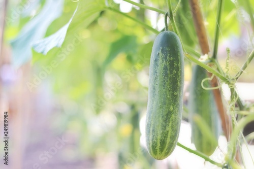 cucumber in the organic farm with blurred background.