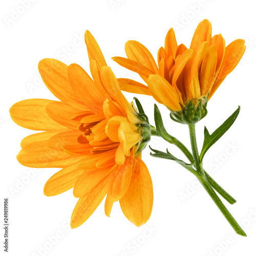 two chrysanthemum flower heads with green stem isolated on white background closeup. Garden flower, no shadows, top view, flat lay.