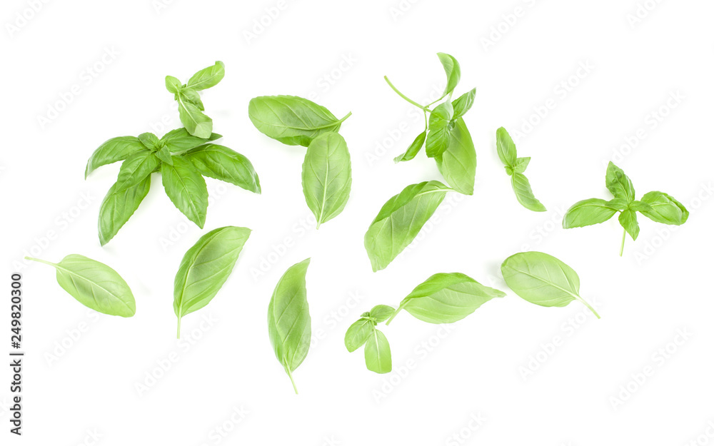 Sweet Genovese basil leaves background arrangement isolated on white. Top view. Sweet Genovese basil leaves background arrangement isolated on white. Top view.