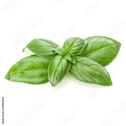 Fresh sweet Genovese basil leaves isolated on white background cutout.