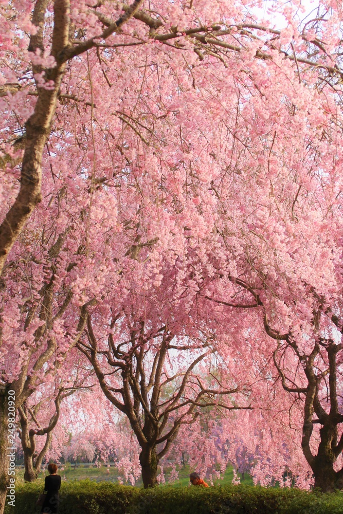 Fully bloomed Cherry blossoms at Hitachi Fuudokino-oka, in Japan Fully bloomed Cherry blossoms at Hitachi Fuudokino-oka, in Japan
