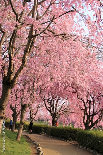 Fully bloomed Cherry blossoms at Hitachi Fuudokino-oka  in Japan
