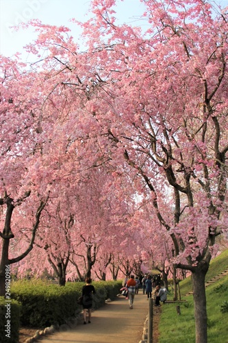 Fully bloomed Cherry blossoms at Hitachi Fuudokino-oka, in Japan