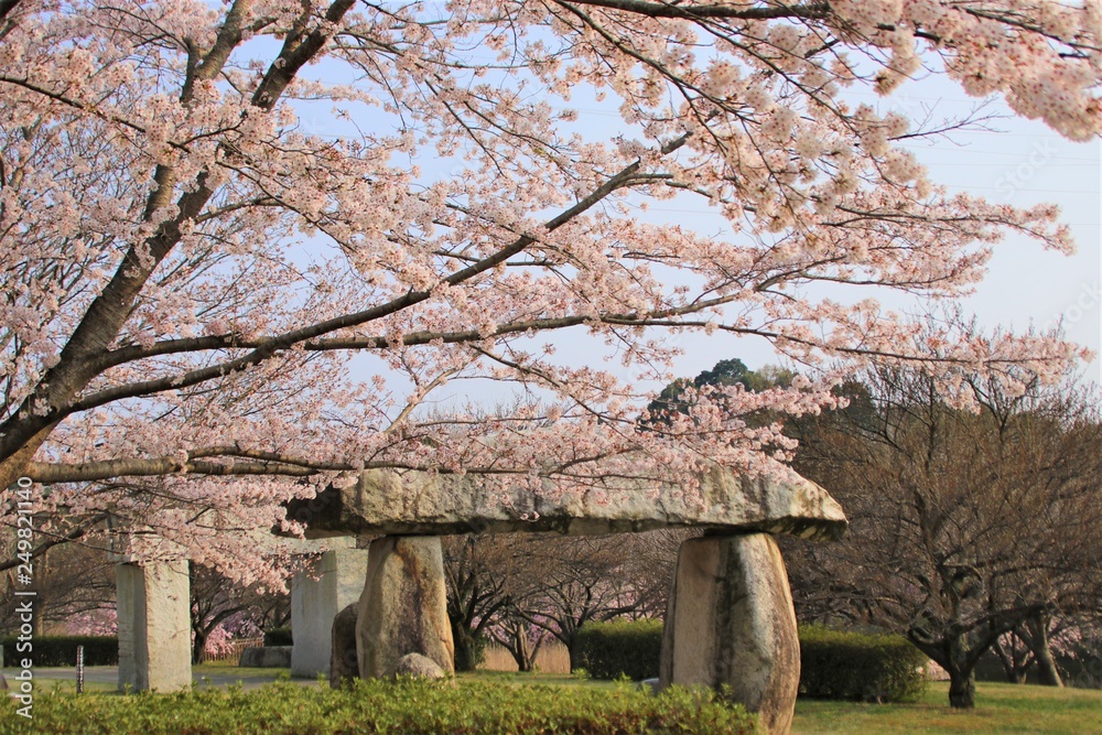 Fully bloomed Cherry blossoms at Hitachi Fuudokino-oka, in Japan Fully bloomed Cherry blossoms at Hitachi Fuudokino-oka, in Japan