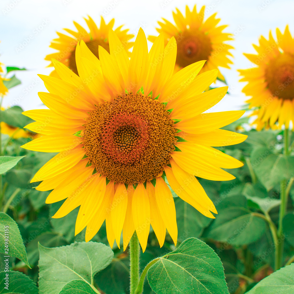 Fototapeta premium Close-up of a beautiful sunflower on the field