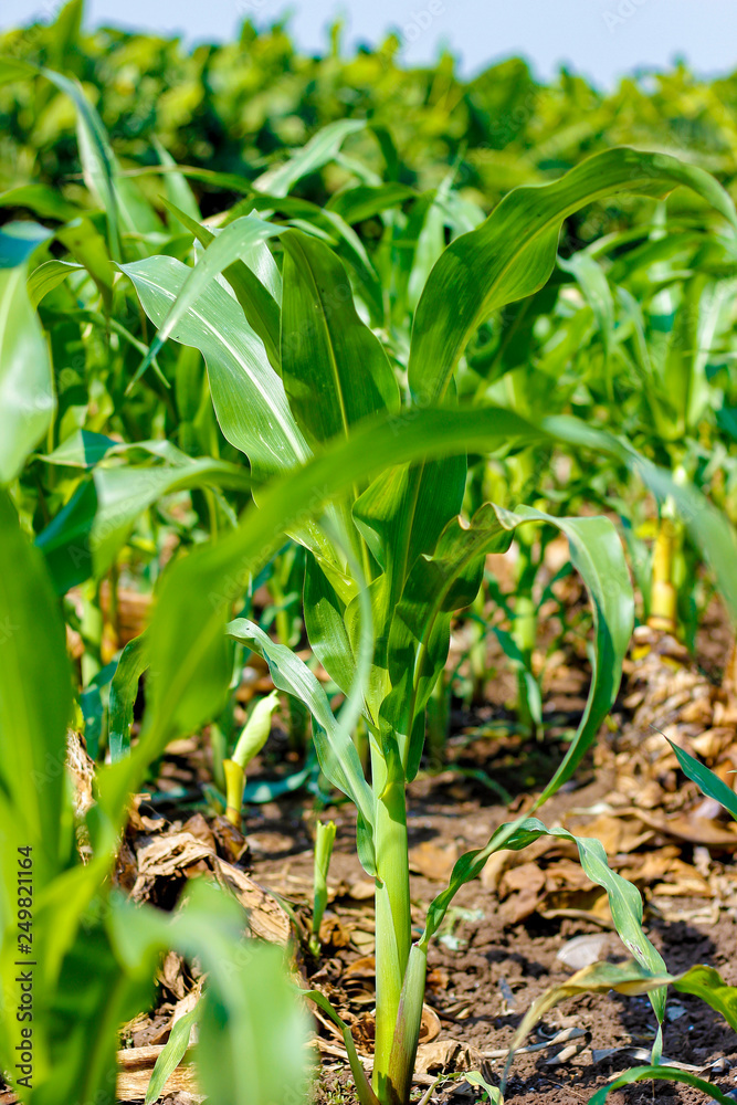 Obraz premium Green Corn Field
