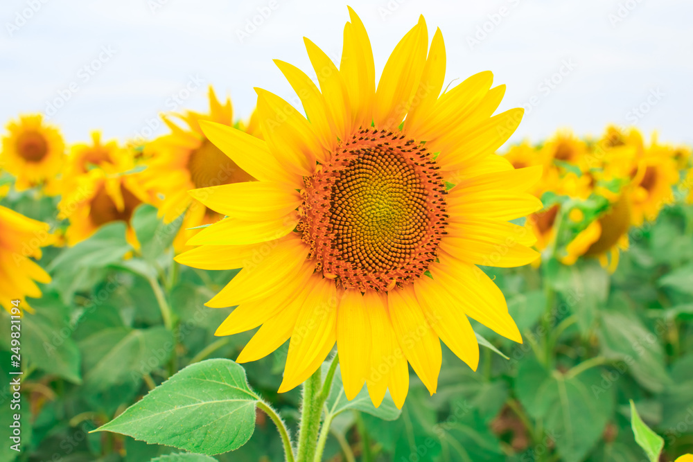 Bright yellow sunflower on the field of blooming sunflowers.