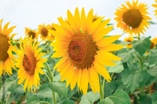 Close-up of a bright yellow sunflower on the field of blooming sunflowers