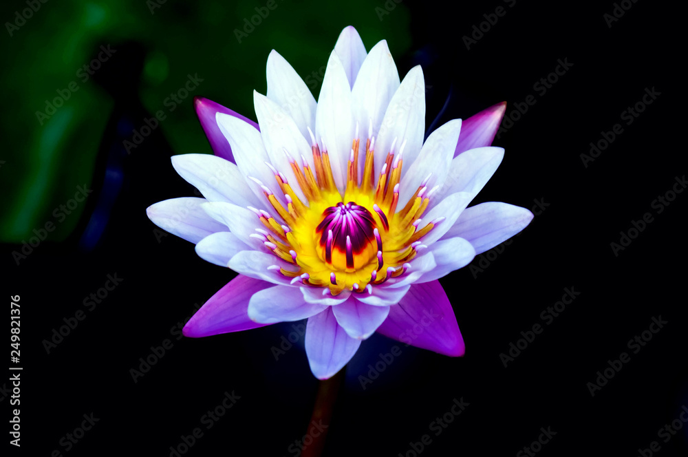 Purple lotus bloom