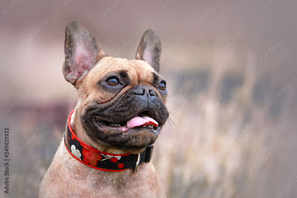 Portrait of a female fawn French Bulldog dog with a happy face and big smile wearing a red floral collar on blurry field background