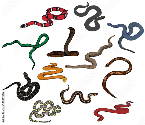 vector, isolated, snake crawling, collection