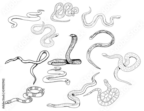 snake sketches, collection