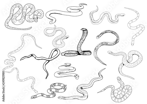 snake sketches, collection