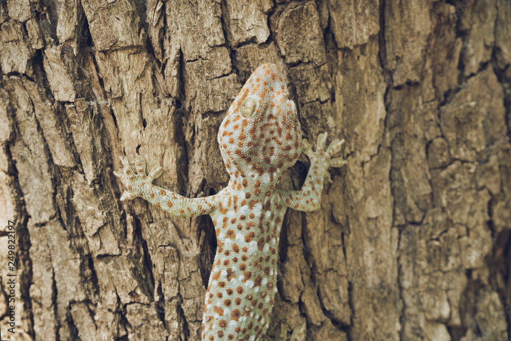 Fototapeta premium Tokay gecko is climbing on the tree.