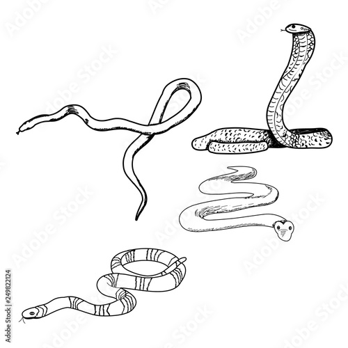 isolated, set of snake sketches, collection