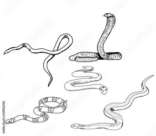  set of snake sketches