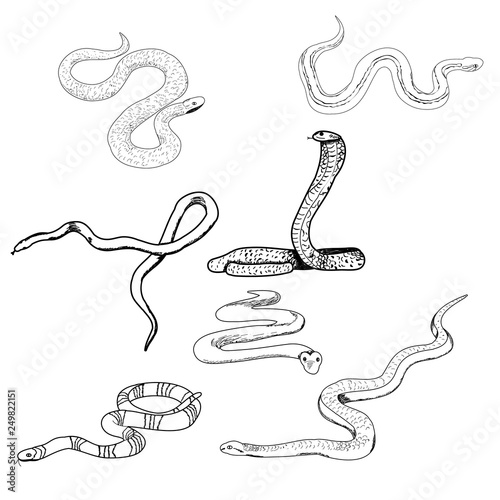  set of snake sketches