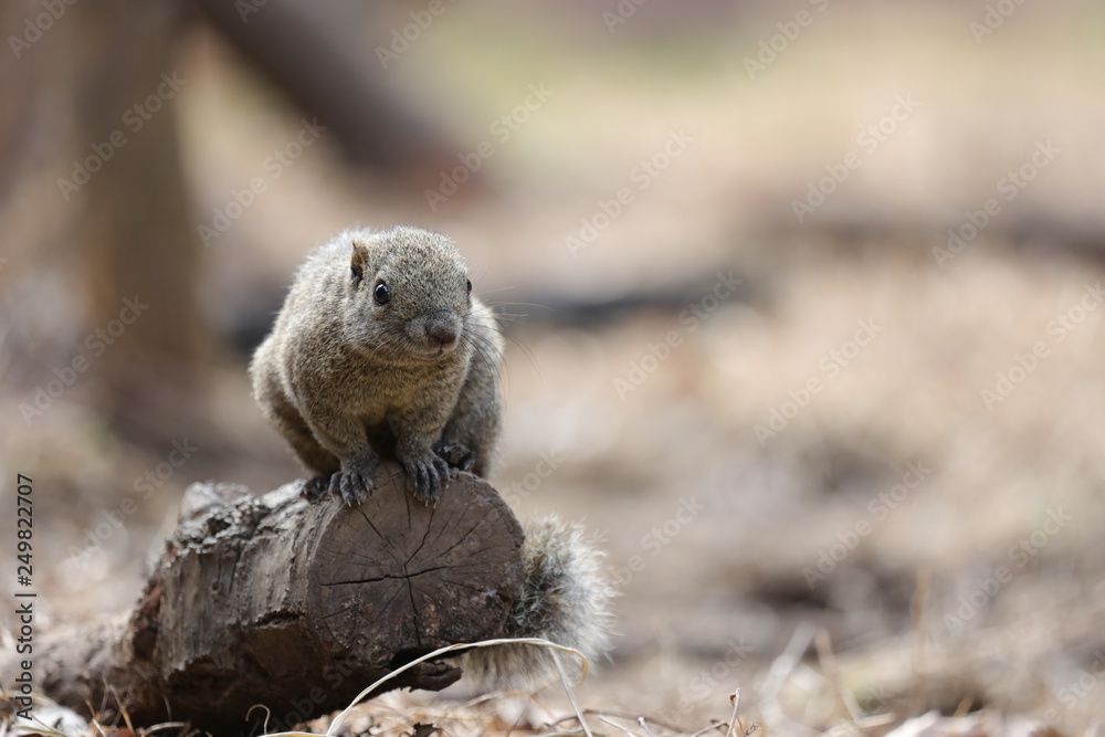 Fototapeta premium cute squirrel
