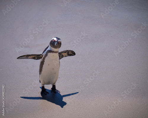 Fotografie, Tablou Solitary african penguin looking at camera on a deserted beach with short shadow