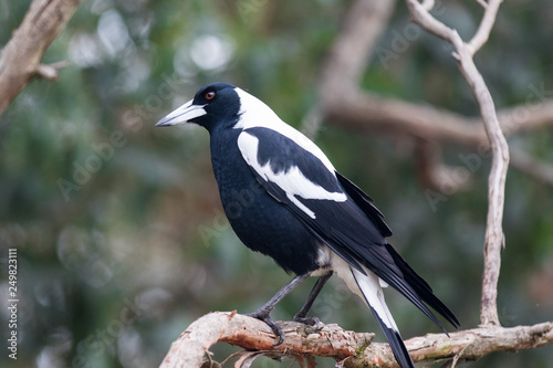 An Australian Magpie, Gymnorhina tibicen, sitting on the branches of tree. Australia