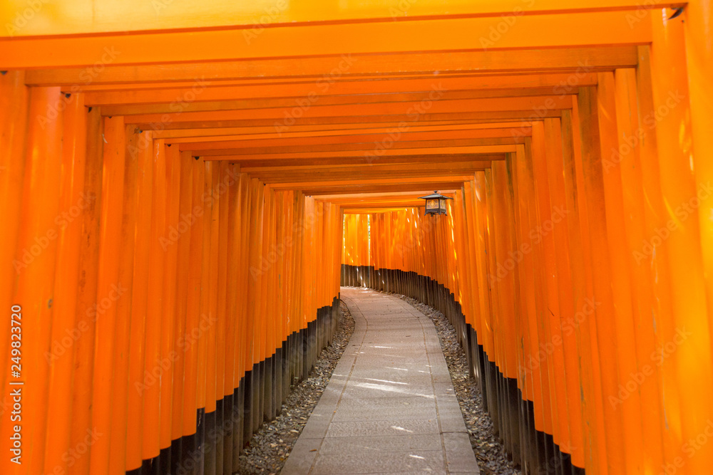 Fototapeta premium 京都伏見稲荷大社