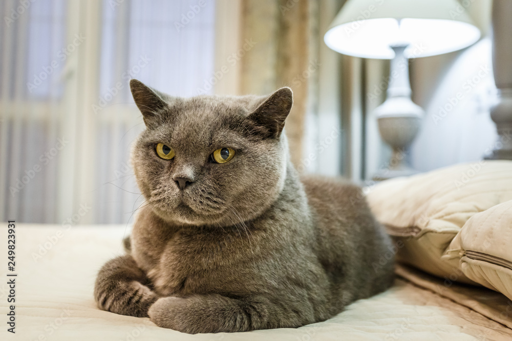 Purebred British Shorthair Blue Kitten on bed in expensive interior