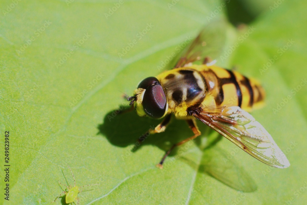 closeup of hover fly resting on leaf, closeup of hover fly resting on leaf,