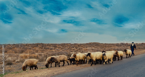 shepherd graze sheep in a desert at the roadside at afternoon in Mary, Turkmenistan