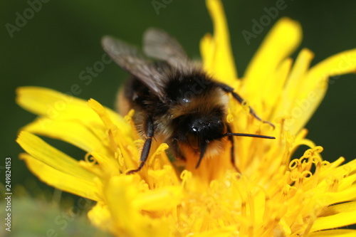 bumble bee on dandelion