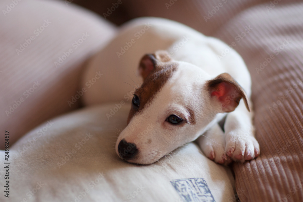 Puppy Jack Russell Terrier with brown speck on the face. Nursling. Dog.