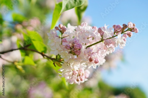Fototapeta Naklejka Na Ścianę i Meble -  Syringa vulgaris - blooming lilac flower
